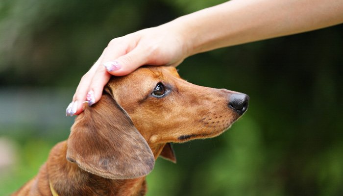 A hand gently petting the head of a brown dachshund at Bischwind Villa.